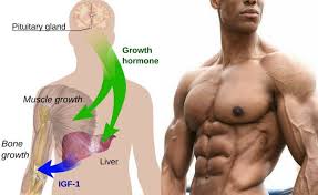 Human Growth Hormone